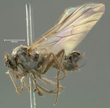 Media type: image;   Entomology 1124 Aspect: habitus lateral view